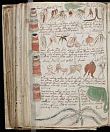 Voynich manuscript